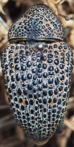 Réf. 242 134 : Cholus miliaris